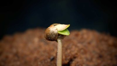 семена конопли не прорастают