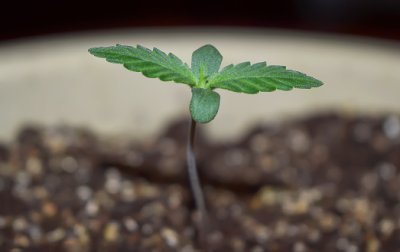 как лучше проращивать семена марихуаны